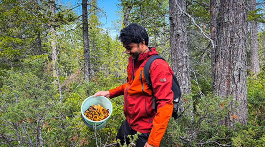 Picking Mushroom in Sweden