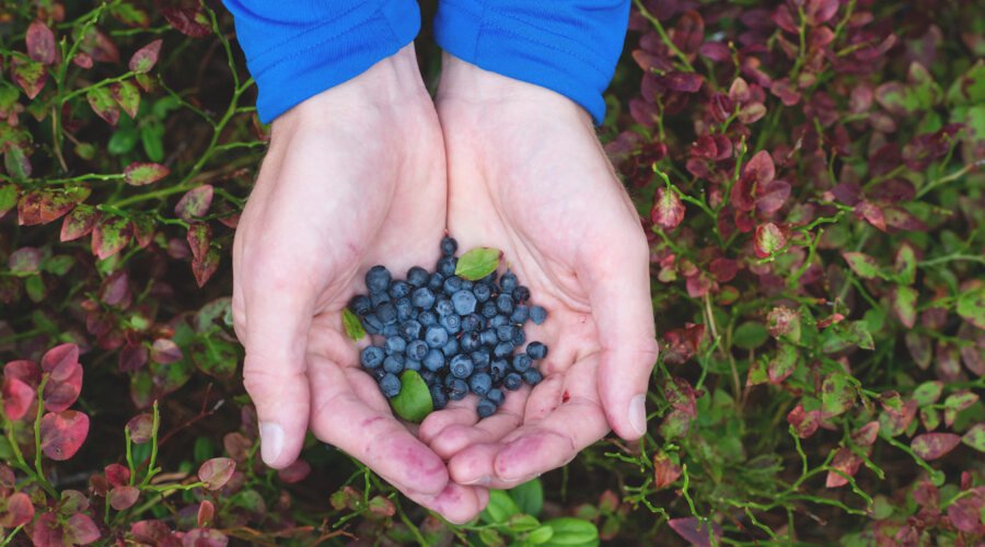 Picking blueberries