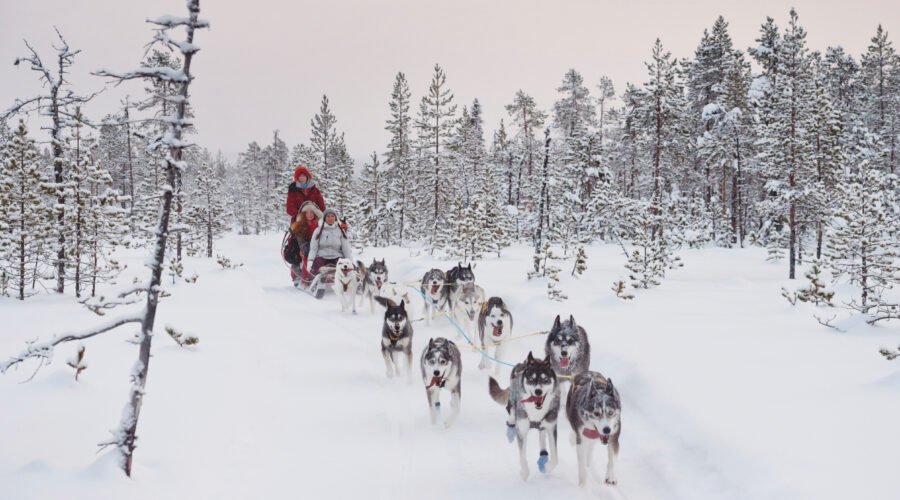 Dog sledding adventure