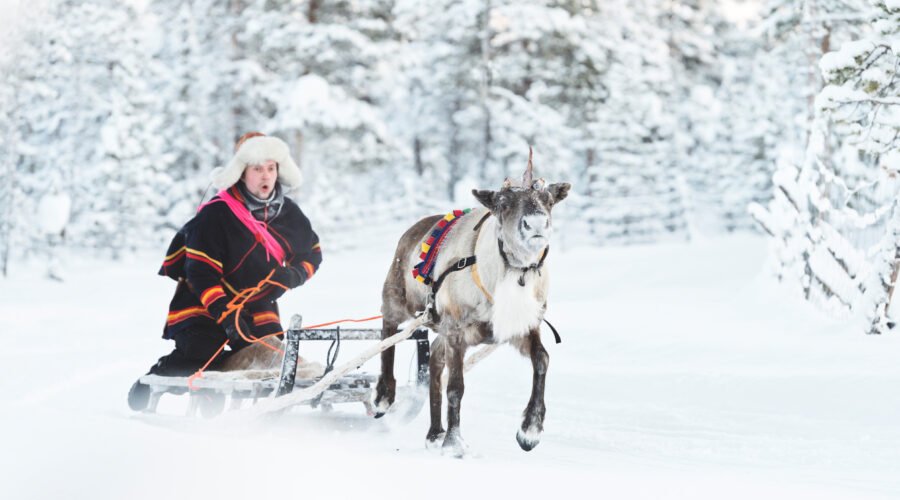 Reindeer sledding