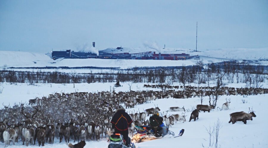 Reindeer herding