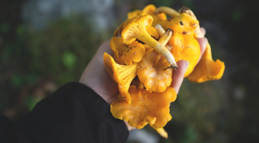 Chanterelle mushrooms